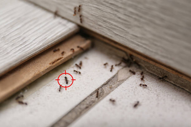 Flea Control Services in Fishers, IN