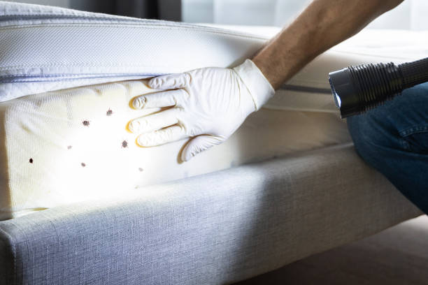 Best Wasp Removal Services  in Fishers, IN