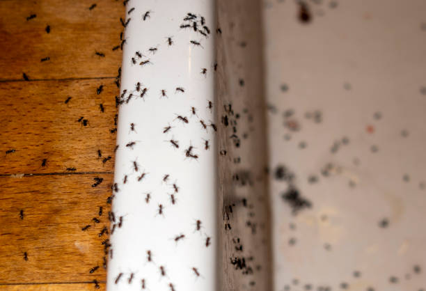 Best Rat Extermination Near Me  in Fishers, IN